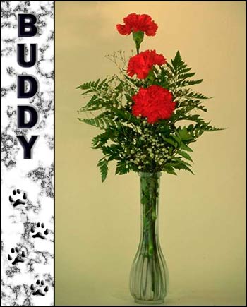 In Loving Memory of Buddy