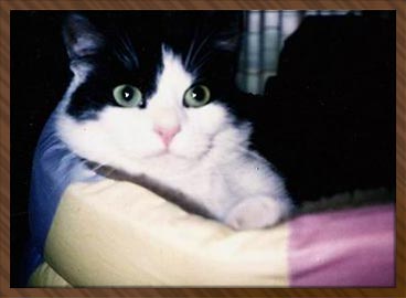 Sylvester