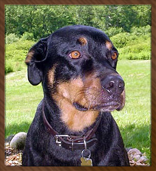 Simon