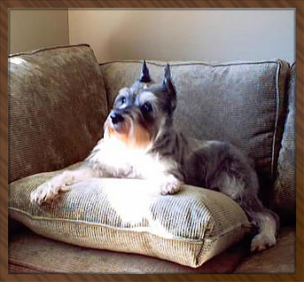 Ellis December 2002