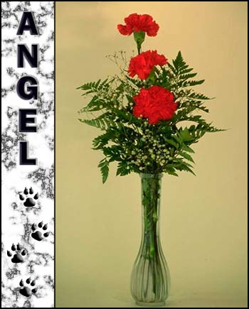 In Loving Memory of Angel