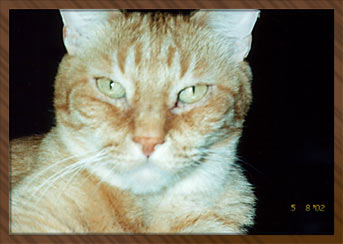 Calico