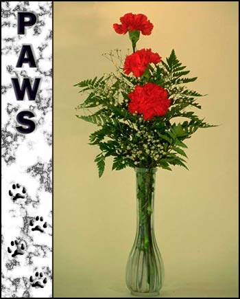 In Loving Memory of Paws