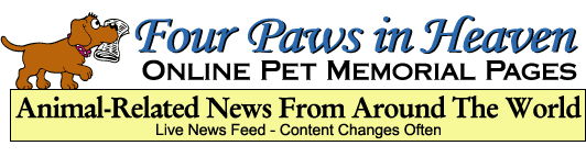 Four Paws News Header