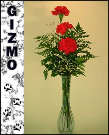 In loving memory of Gizmo