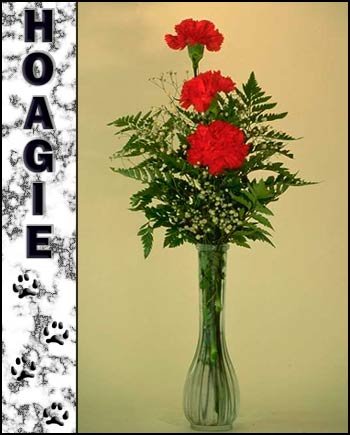 In loving memory of Hoagie