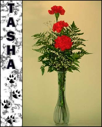 In loving memory of Tasha