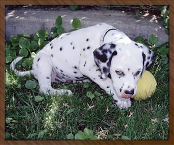 In Loving Memory of Cocoa