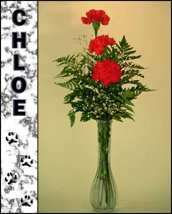 In Loving Memory of Chloe