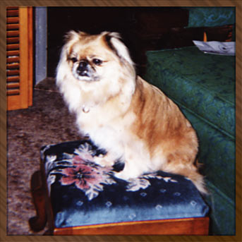 Cuddle's Pooky Grieve