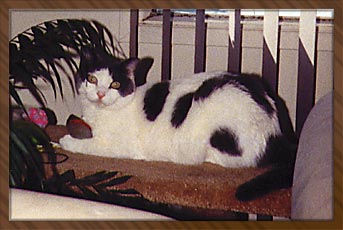 Smokie