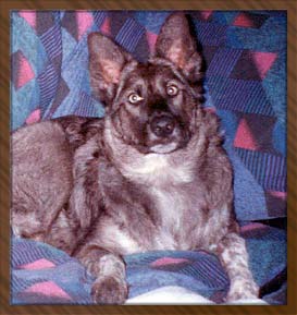 Willow's Memorial