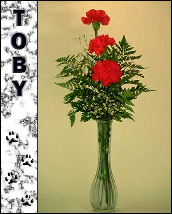 In Loving Memory of Toby