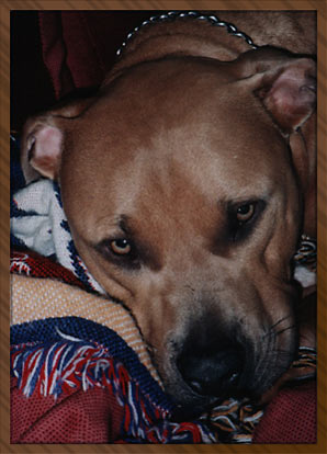 Deebo