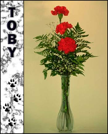 In loving memory of Toby