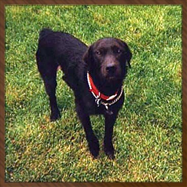 Shadow, 2 Years Old