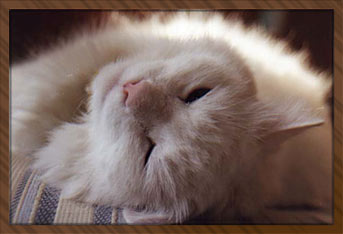 Casper