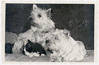 Boots, Rascal & Sesame