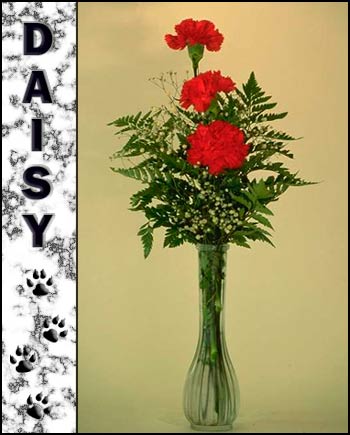 Daisy's Memorial