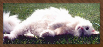 Angel "Angel Pie"