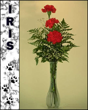 Memorial for Iris