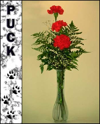 In Loving Memory of Puck
