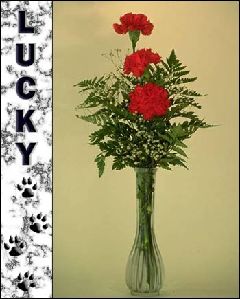 Lucky's Memorial