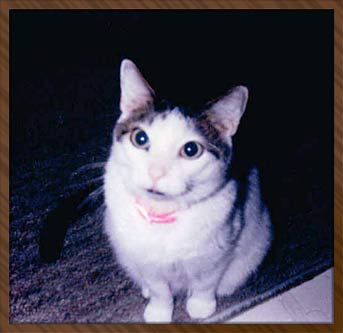 Snowball