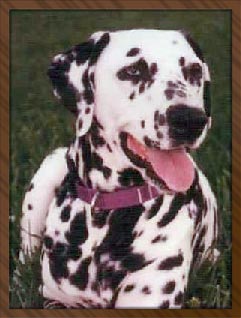 Blue "Hallie" Cassiopeia