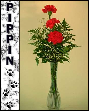 In Loving Memory of Pippin