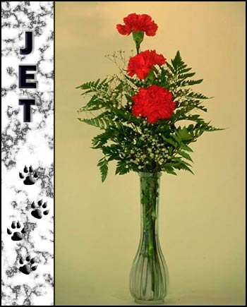 In Loving Memory of Jet