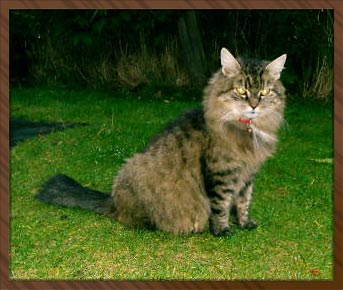 Mitzi