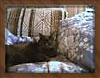Miss Kitty