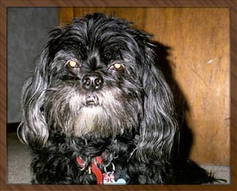 Pepper